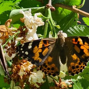 Schmetterlingszucht