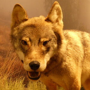 Naturkundemuseum Potsdam