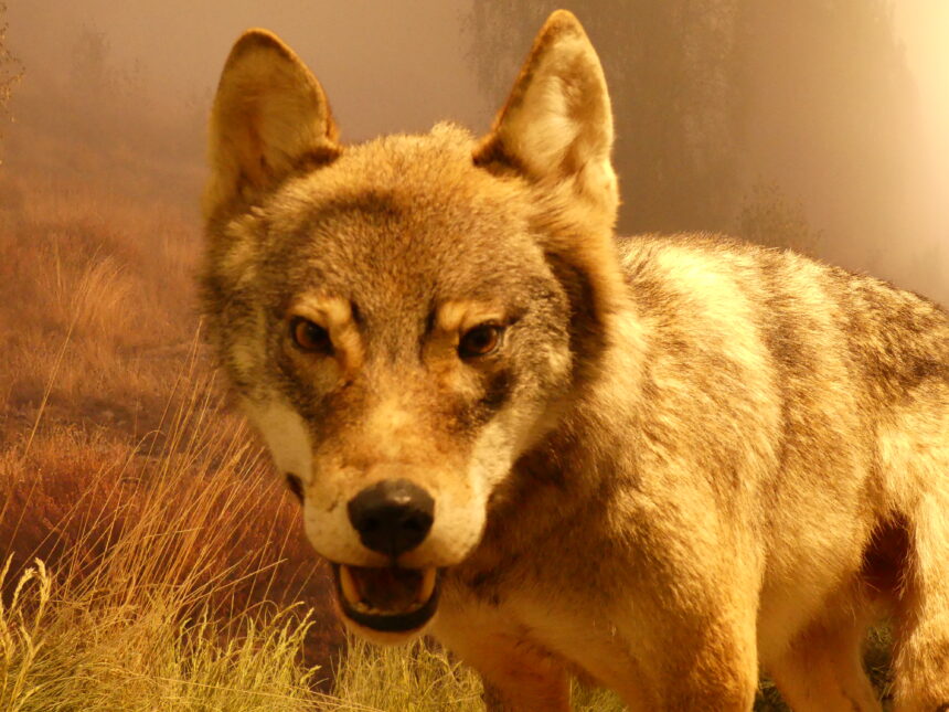 Naturkundemuseum Potsdam