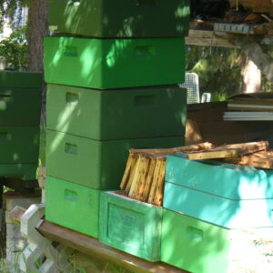 Zu Besuch bei den Bienen