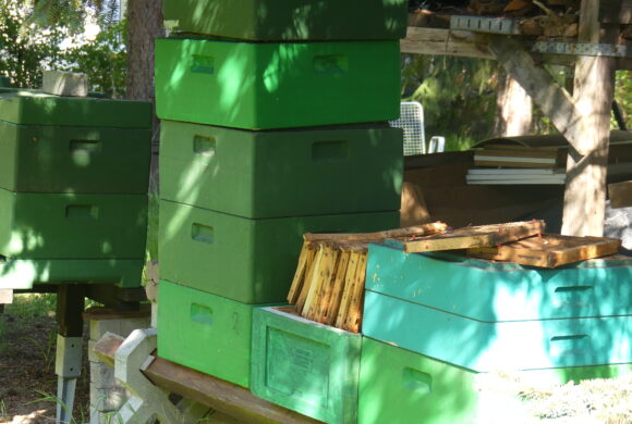 Zu Besuch bei den Bienen Zu Besuch bei den Bienen
