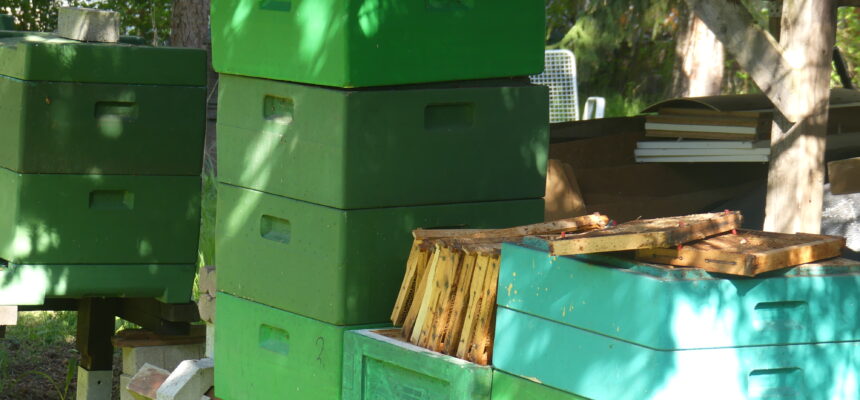 Zu Besuch bei den Bienen Zu Besuch bei den Bienen
