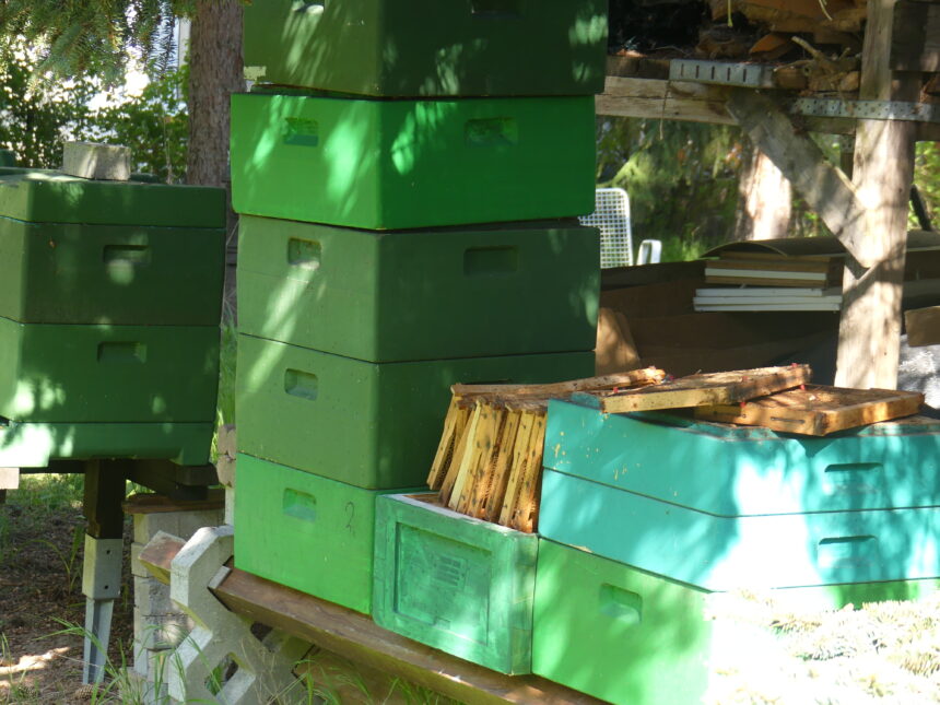 Zu Besuch bei den Bienen